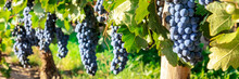 A Panorama Of Wine Grapes At A Vineyard Right Before The Autumn Harvest, Selective Focus