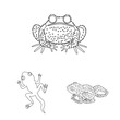 Vector design of amphibian and animal sign. Collection of amphibian and nature stock vector illustration.