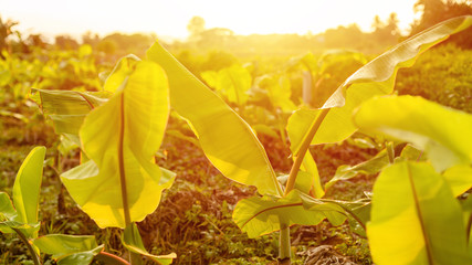 Wall Mural - Garden young banana tree at countryside