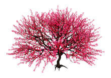 3D Rendering Red Blooming Sakura Tree On White