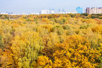 Wall Mural - yellow forest and apartment houses in autumn