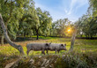 Iberian pigs in a green meadow at spring. The Iberian pigs produce the famous Iberian ham and different types of sausages.