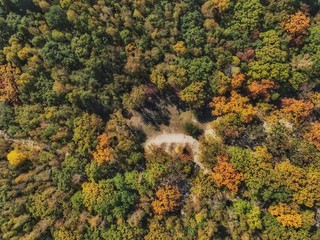 Wall Mural - view from the top of the path in the autumn forest