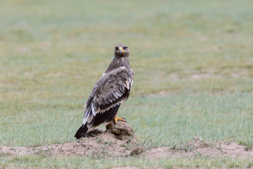 Wall Mural - steppe eagle stand on wilderness