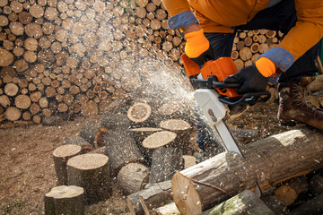 Wall Mural - Chainsaw in action cutting wood. Man cutting wood with saw, dust and movements. Chainsaw. Close-up of woodcutter sawing chain saw in motion, sawdust fly to sides.