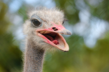 portrait of an ostrich with bokeh background