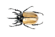 Stag Beetle Isolated On White Background.