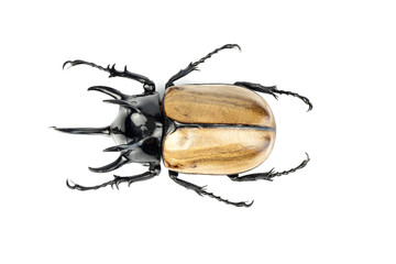 Stag beetle isolated on white background.