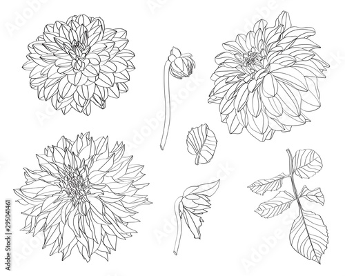 Sketch Floral Botany Collection Dahlia Flower Drawings Line Art On White Backgrounds Hand Drawn Botanical Illustrations Buy This Stock Illustration And Explore Similar Illustrations At Adobe Stock Adobe Stock