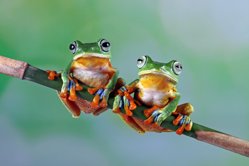 Flying frog on red flower, beautiful tree frog on red flowe, animal closeup