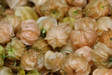 Cape Gooseberry / Goldenberry (Physalis Peruviana) Fruit Background, Ripe Fruit In The Papery Calyx