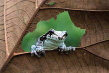 Amazon Milk Frog On Yellow Flower, Animal Closeup, Panda Tree Frog,  Small Amazon Milk Frogs Appear In The Middle Of Dried Leaves, Panda Bear Tree Frog, Trachycephalus Resinifictrix