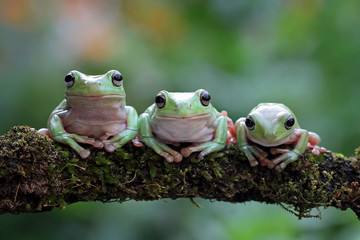 Wall Mural - australian white tree frog on leaves, dumpy frog on branch, australian white tree frog sitting on fl