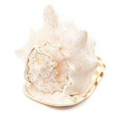 Big seashell isolated on white background. huge sea shell