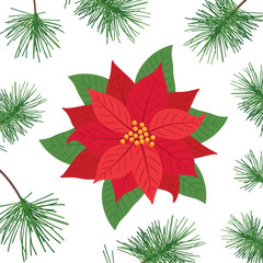 Wall Mural - Poinsettia flowers and pine leaf isolated icon for Christmas or New Year greeting card design. vector illustration