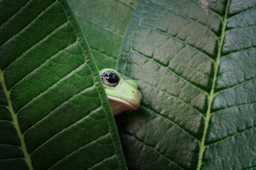 Australian white tree frog on leaves, dumpy frog on branch,  Australian white tree frog sitting on flowes