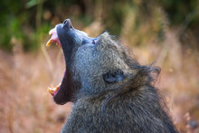 Chacma Baboon Monkey Yawns And Shows Teeth In The Chobe National Park, Botswana