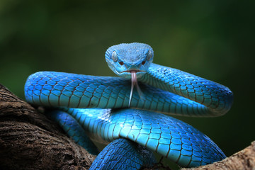 Wall Mural - blue viper snake closeup face, viper snake, blue insularis, trimeresurus insularis, animal closeup
