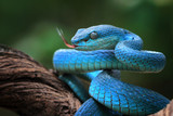 Fototapeta Zwierzęta - Blue viper snake closeup face, viper snake, blue insularis, Trimeresurus Insularis, animal closeup