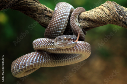 Cuadros en Lienzo Manggrove pit viper closeup face on branch ready to attack, Trimeresurus purpure