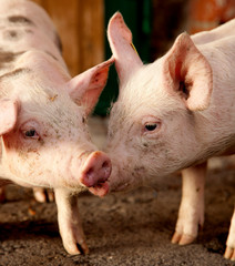 Wall Mural - Portrait of piglets in the stable