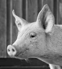 Wall Mural - Portrait of a piglet in the stable black and white