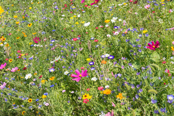 colorful rich flowering meadow in the alps in summer