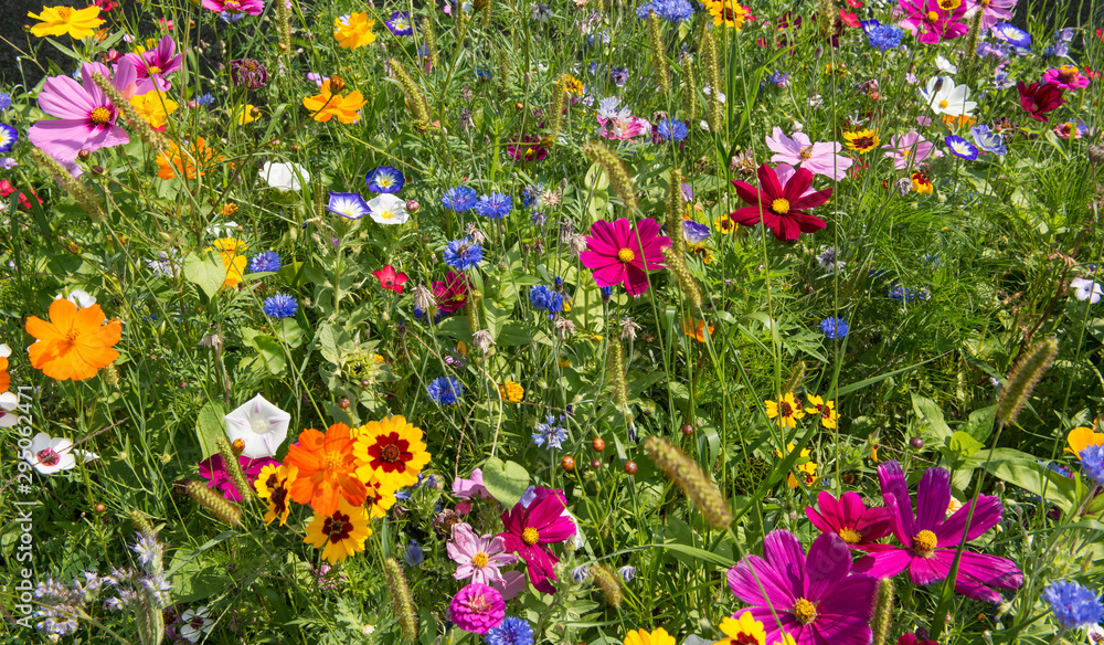 colorful rich flowering meadow in the alps in summer - obrazy, fototapety, plakaty 