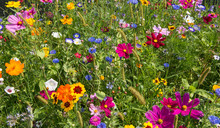 Colorful Rich Flowering Meadow In The Alps In Summer