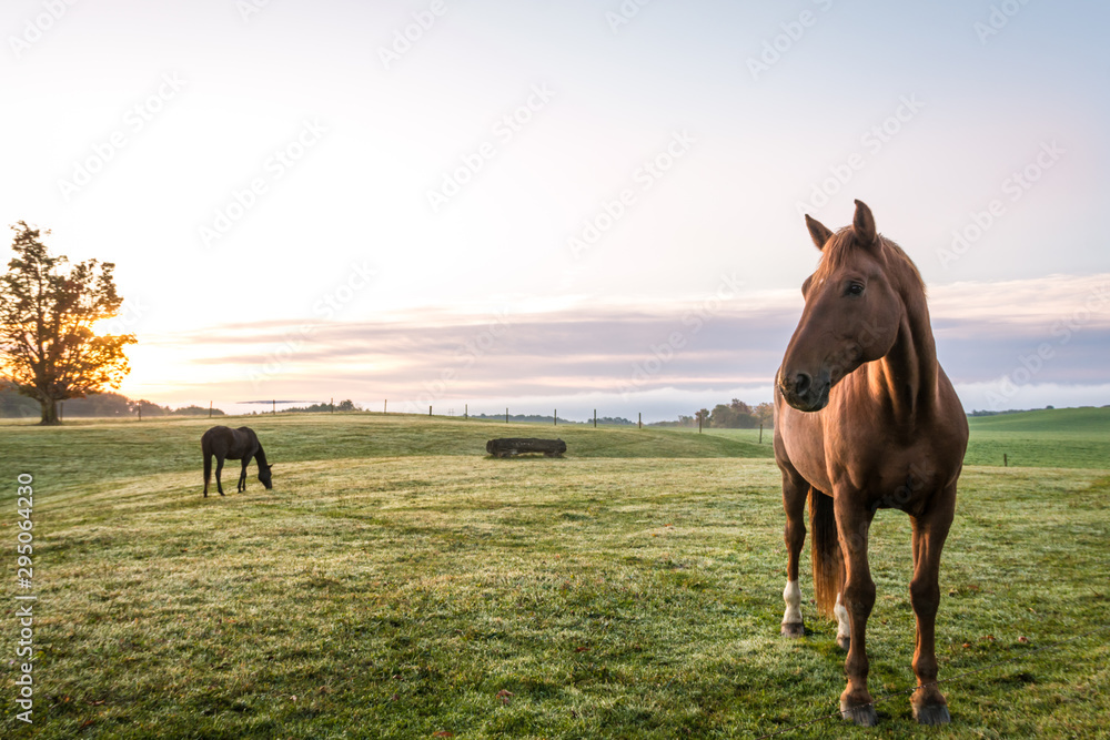 Horses grazing in pasture on a cold morning at sunrise beautiful peaceful landscape upstate NY - obrazy, fototapety, plakaty 