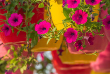 Colorful Hanging Flower Baskets Full Of Bloomed Petunias