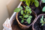 Fototapeta  - Young plant, tomato seedling in peat pot, selective focus