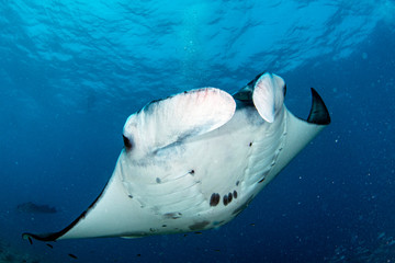 Wall Mural - Manta underwater in the blue ocean background