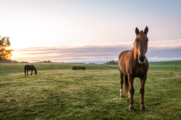 Horses grazing in pasture on a cold morning at sunrise beautiful peaceful landscape upstate NY