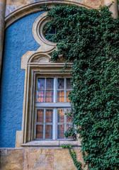 Wall Mural - Window of an old medieval building and overgrown green ivy. Beautiful old architecture