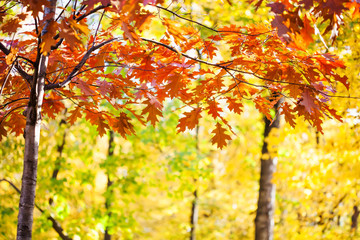 Canvas Print - Autumn park red oak foliage tree landscape. Fall season bright colors concept.