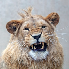 Poster - A beautiful young male lion portrait view