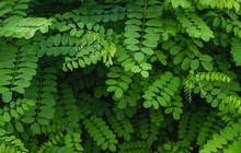 Robinia Pseudoacacia Or Black Locust Green Foliage