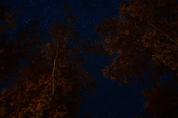 Wall Mural - night sky through the trees. starry sky peeps through the tops of the trees