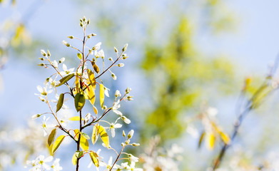 Wall Mural - Beautiful sunlight spring park nature, tree branch with white flowers and first leaves. Shallow depth of field, selective focus. Copy space.