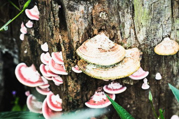 Brown mushrooms on the old wooden log. Group of Mushrooms growing in the Autumn Forest near old log.