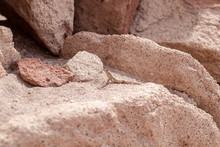 Small Lizard On The Stone
