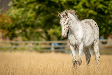 Knabstrupper Appaloosa Spotted Pony Foal In Grass Pasture 