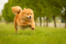 Cute Ginger German Spitz Klein Dog In Grass Park