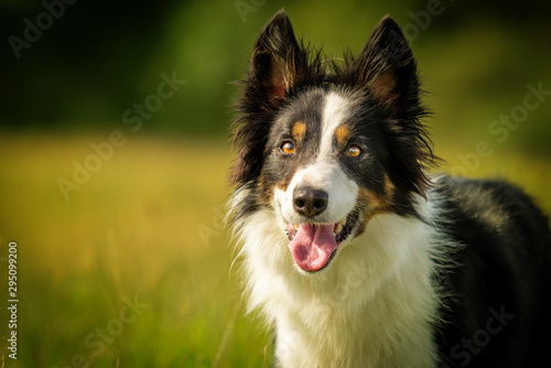 border collie black tri