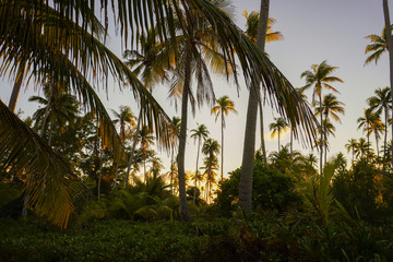 Wall Mural - Landscape of a tropical jungle of palm trees on the island of Fakarava in French Polynesia at sunset