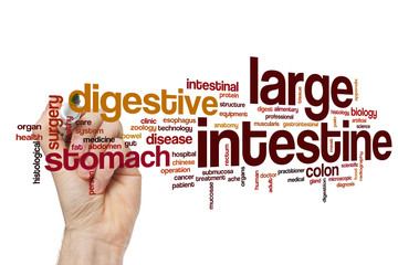 Wall Mural - Large intestine word cloud