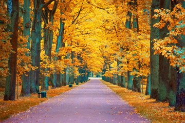 autumn view of an oak alley with a footpath and benches.