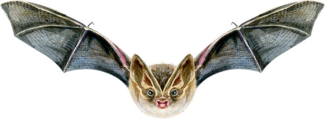 Watercolor illustration of a bat in white background.