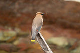 Fototapeta Łazienka - Cedar Waxwing - Masked Bird